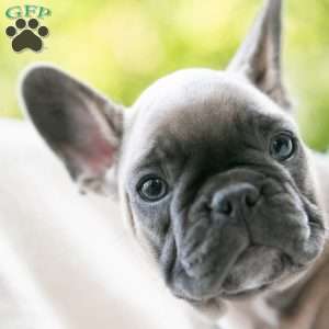 Karis, French Bulldog Puppy